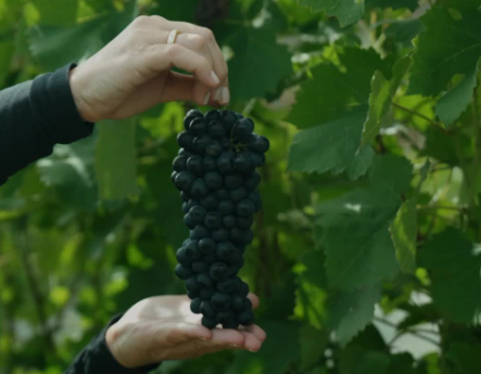 Vinicola_Arouca.png