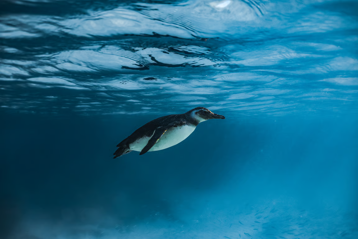 pinguins-de-Magalh&atilde;es