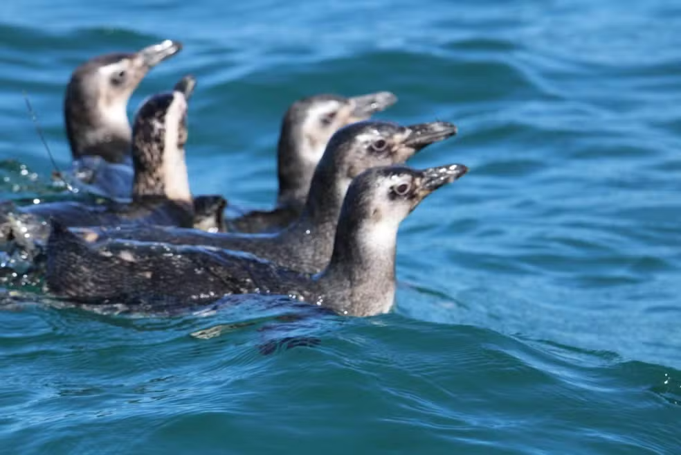 pinguins-de-Magalh&atilde;es